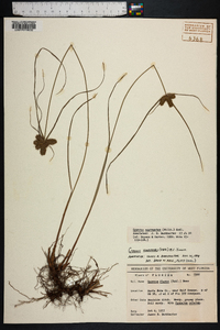 Cyperus aggregatus image