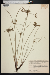 Cyperus compressus image