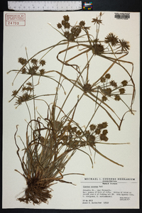 Cyperus croceus image