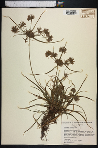 Cyperus croceus image