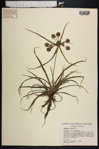 Cyperus croceus image