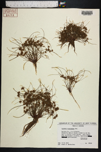 Cyperus cuspidatus image