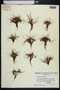 Cyperus cuspidatus image