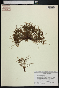 Cyperus cuspidatus image