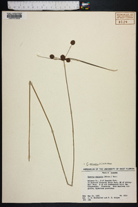 Cyperus echinatus image