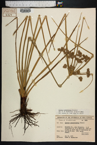 Cyperus entrerianus image