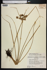 Cyperus entrerianus image