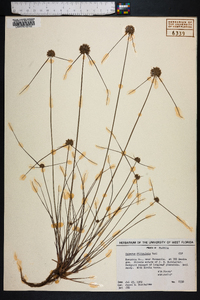 Cyperus filiculmis image