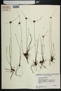 Cyperus filiculmis image