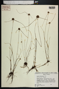 Cyperus filiculmis image