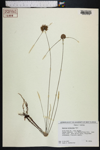 Cyperus filiculmis image