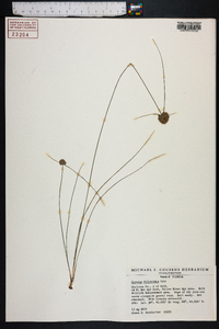 Cyperus filiculmis image