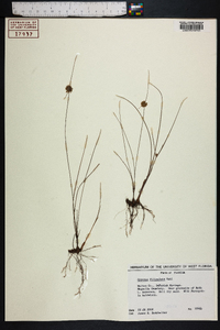 Cyperus filiculmis image