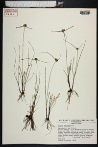 Cyperus filiculmis image