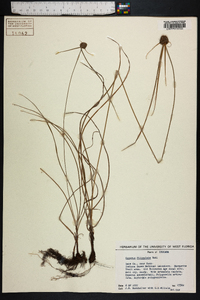 Cyperus filiculmis image