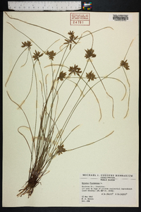 Cyperus flavescens image