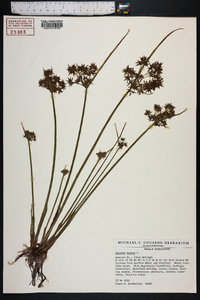 Cyperus haspan image