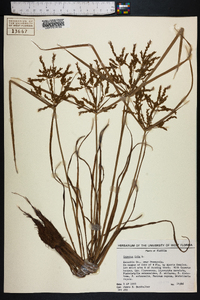 Cyperus iria image