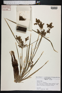 Cyperus iria image