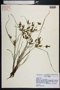 Cyperus iria image