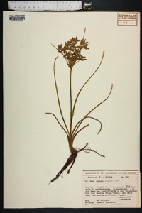 Cyperus lecontei image