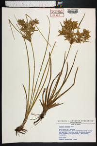 Cyperus lecontei image