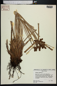 Cyperus ligularis image