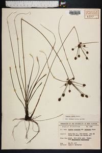 Cyperus nashii image