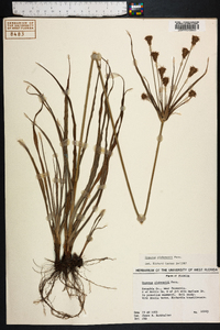 Cyperus plukenetii image