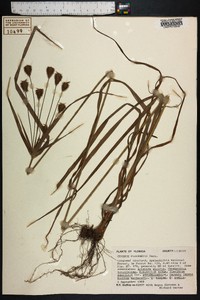 Cyperus plukenetii image