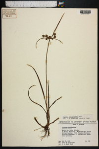 Cyperus pseudovegetus image