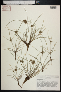 Cyperus pumilus image