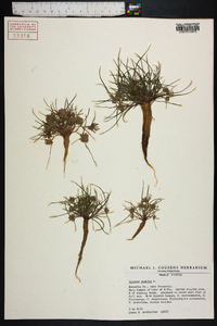 Cyperus pumilus image