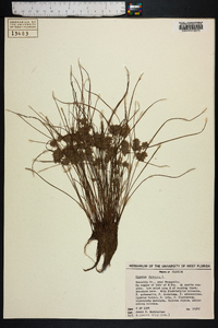 Cyperus pumilus image