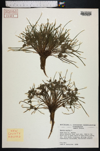 Cyperus pumilus image