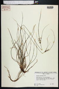 Cyperus retroflexus image