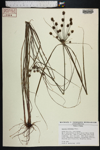 Cyperus retroflexus image