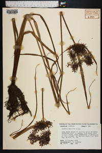 Cyperus virens image