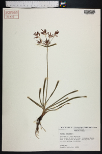 Cyperus rotundus image