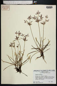 Cyperus rotundus image