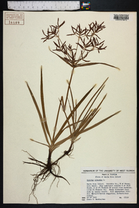 Cyperus rotundus image