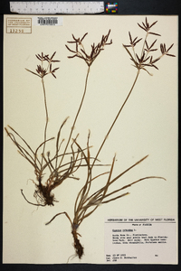 Cyperus rotundus image