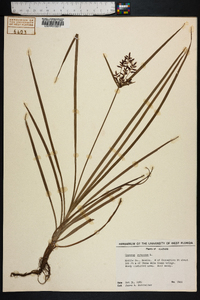 Cyperus rotundus image