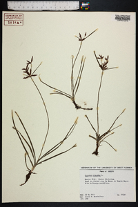 Cyperus rotundus image