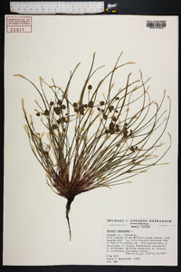 Cyperus squarrosus image