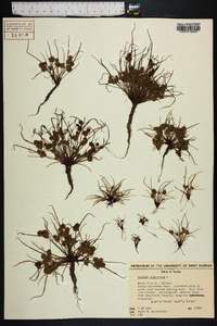 Cyperus squarrosus image