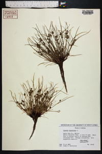 Cyperus squarrosus image