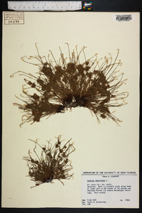 Cyperus squarrosus image