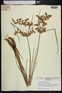 Cyperus surinamensis image