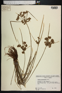 Cyperus surinamensis image